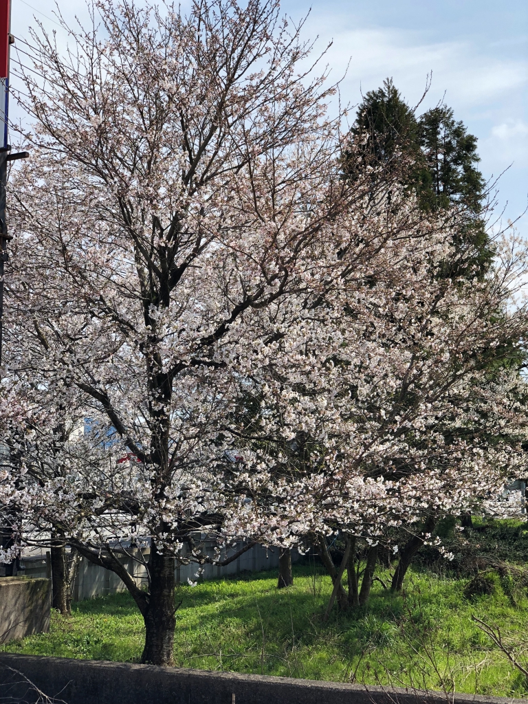 桜、咲く。