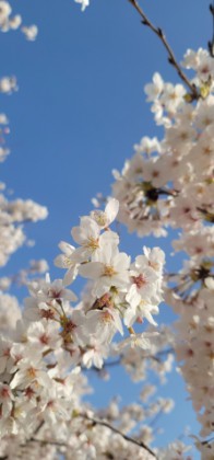 桜　青空　