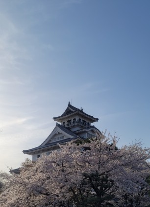長浜城　城　桜