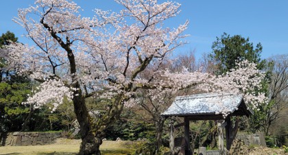 桜　青空