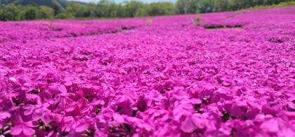 芝桜