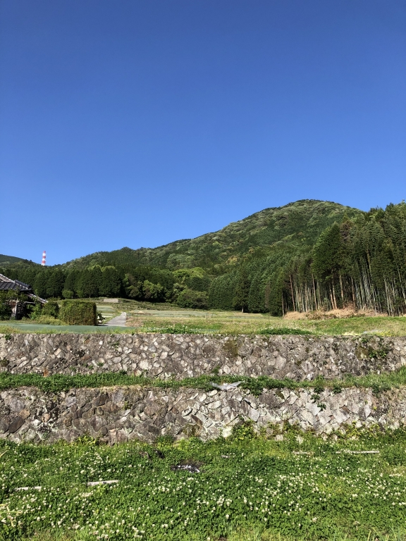 観葉植物の大切さ